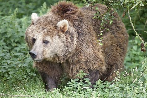 Eurasian Wolf Facts: Animals of Europe - WorldAtlas