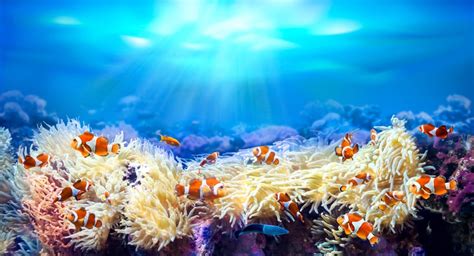 Clownfish Facts & Information Guide - American Oceans