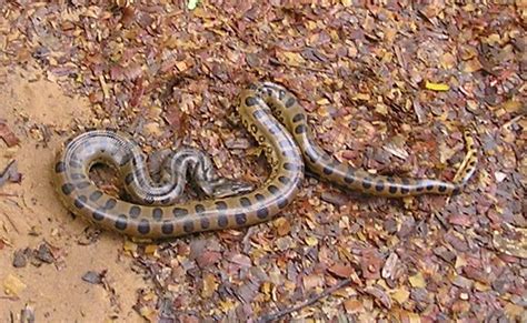 Baby Anaconda found near lodge | Heath River, Tambopata Nati… | Flickr