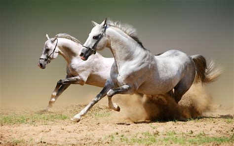 High Resolution Arabian Horse Desktop Wallpaper | PixelsTalk.Net