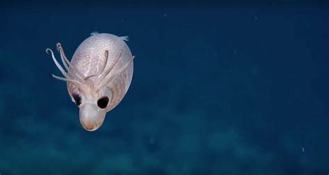 Mesmerizing Video Of Adorable Piglet Squid Caught By Deep-Sea ...