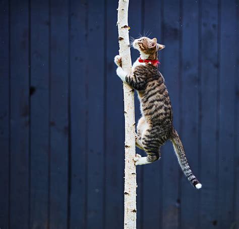 Cat Climbing Trees | lupon.gov.ph