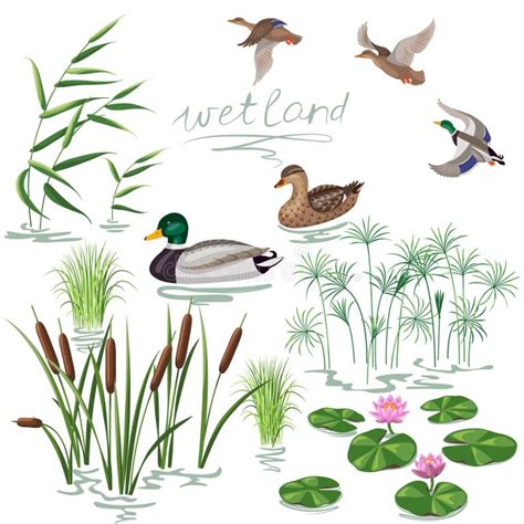 Wetland Stock Illustrations – 18,834 Wetland Stock Illustrations ...