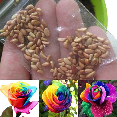 100Pcs Rare Multi Colorful Rainbow Rose Flower Seeds Home Garden ...