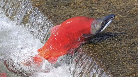 Kokanee salmon transform to luorescent red as they spawn - CGTN