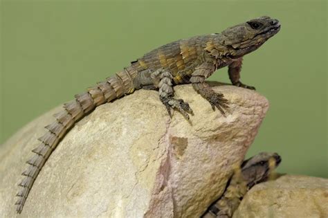 Armadillo lizard | Desert-dwelling, Burrowing, Nocturnal | Britannica