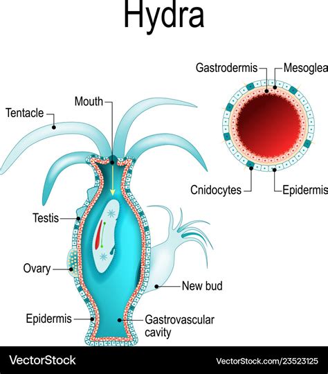 Hydra anatomy cnidaria Royalty Free Vector Image