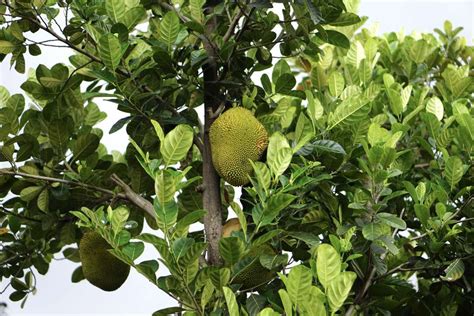 Jackfruit Tree: Plant Care & Growing Guide