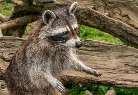 The Danger of Raccoon Droppings - Raccoon Removal Mississauga