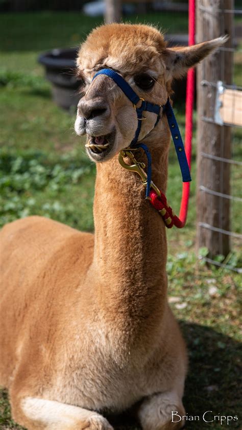 Alpaca Breeds. There are two types: The Huacaya and the Suri