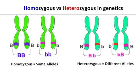 Difference between Homozygous and Heterozygous | LaboratoryInfo.com