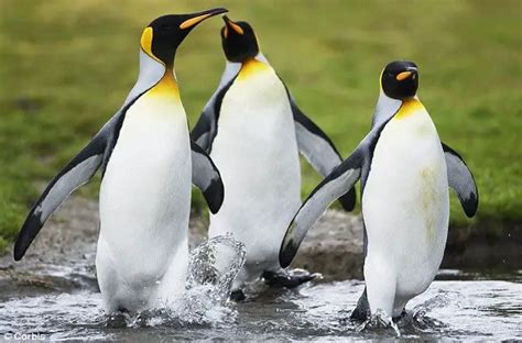 King Penguin Facts For Kids | King Penguin Diet & Habitat