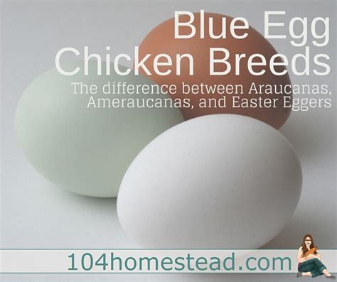 Blue Egg Chicken Breeds