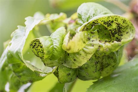 Black Aphids - What Are They and How to Kill Them - With Pictures