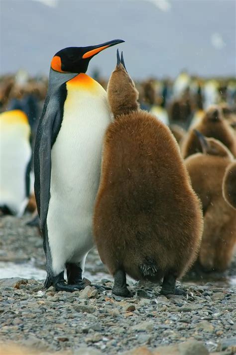 King Penguin Feeding Chick Photograph by Amanda Stadther