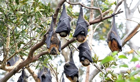 30 Fruit Bat Facts About the Majestic Megabat - Facts.net