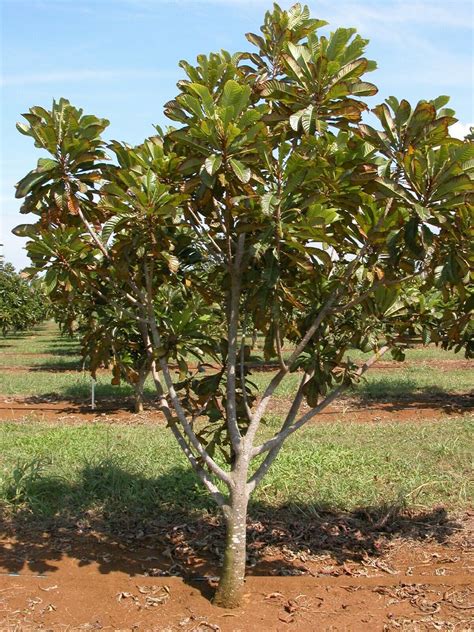 Polynesian Produce Stand : ~Mamey Sapote~ Pouteria sapota Magana Live ...