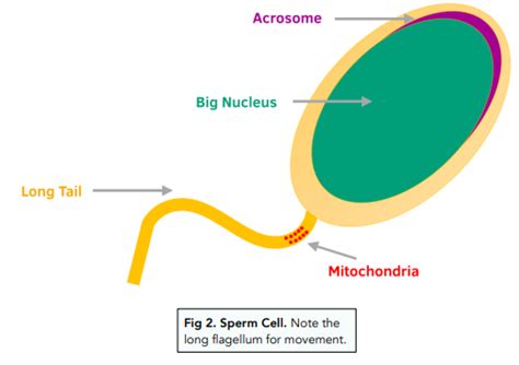 ᐉ Sperm Cells: Where They Produced and What Their Function Is?