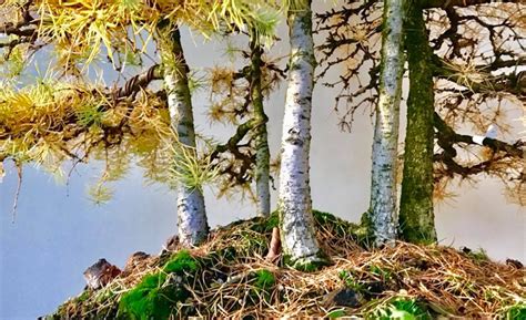 Larch Forest, Twenty Years from Zero | Bonsai Bark