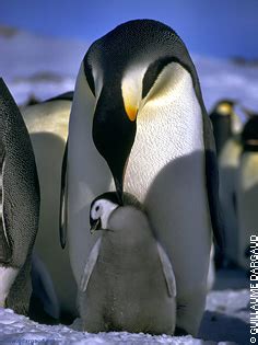 Emperor Penguins ~ MarineBio Conservation Society