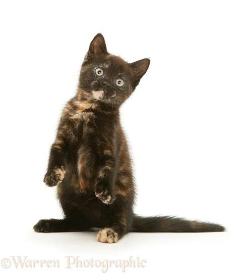 Playful chocolate-tortoiseshell kitten photo WP27800