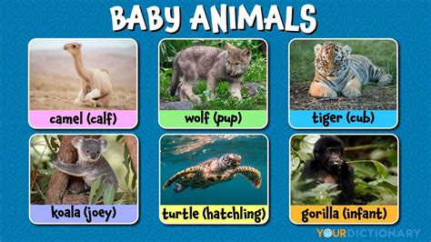 What Baby Animal Is A Whelp