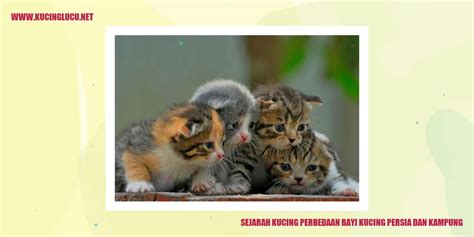 Perbedaan Bayi Kucing Persia dan Kampung | Kucing Lucu Net