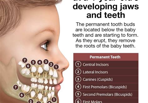 Do Baby Molar Teeth Have Roots - TeethWalls