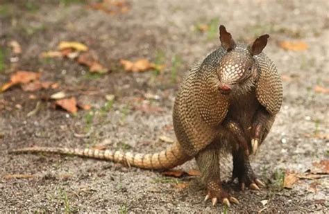 Armadillo - Description, Habitat, Image, Diet, and Interesting Facts