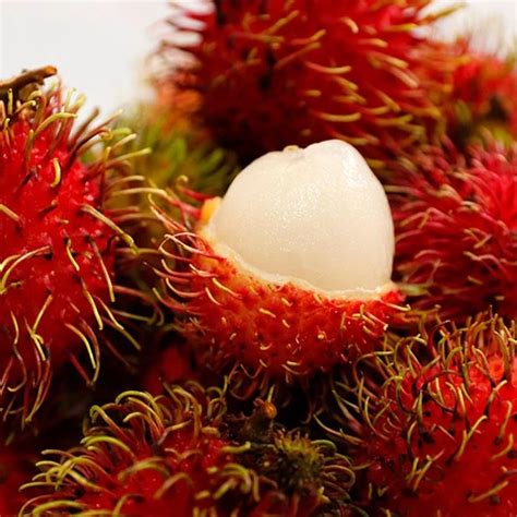 Tropical fruits found in Singapore, recommended by | JointHawker