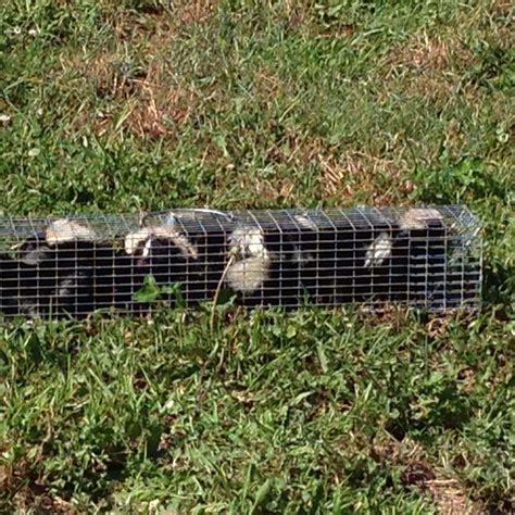 Skunk Trapping Dayton Ohio - Barnes Wildlife Control