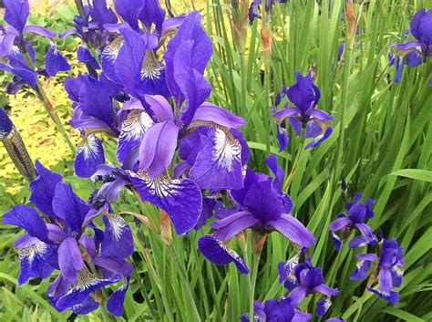 40 Facts About Irises: Beautiful Flowers and Useful Plants - Owlcation