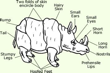 Sumatran Rhinoceros - Facts, Diet & Habitat Information