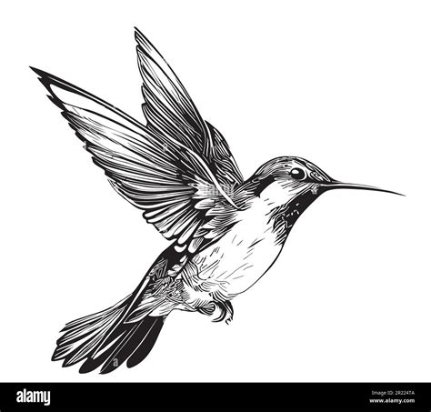 Hummingbird Flying Drawing