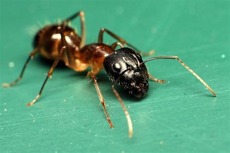 Pyramid Ants | Pyramid ants are pale orange to dark brown in… | Flickr