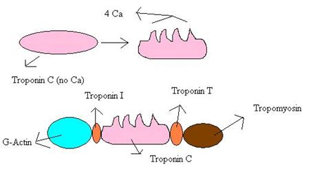 Tropomyosin - wikidoc