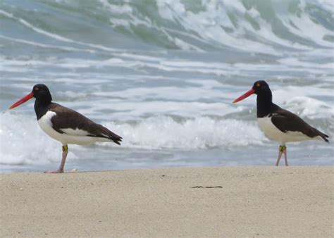 Shorebirds- Migration in Motion | Nantucket Conservation Foundation