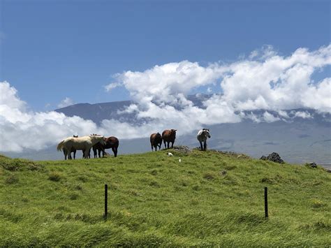 Living in Waimea (Kamuela), Hawaii — From Ranches to Resorts