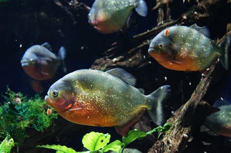 Piranha Fish Species Profile