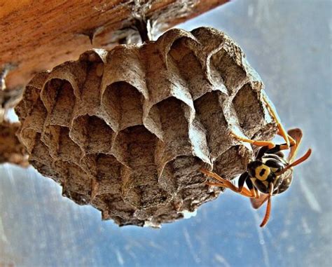 Can A Wasp Nest Damage Your House? - MJ Backhouse