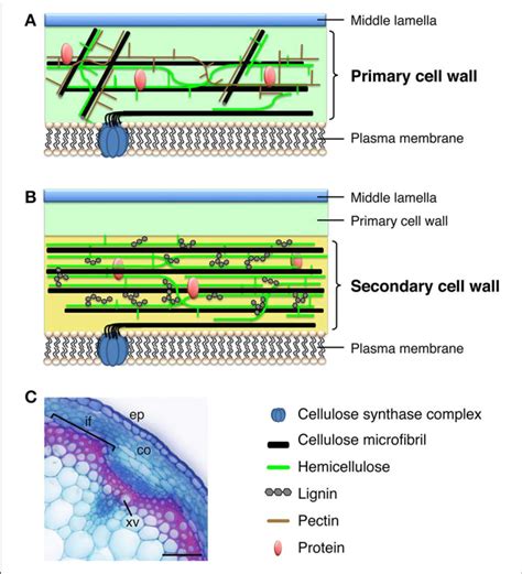 Differences between primary and secondary cell wall in plants - Online ...