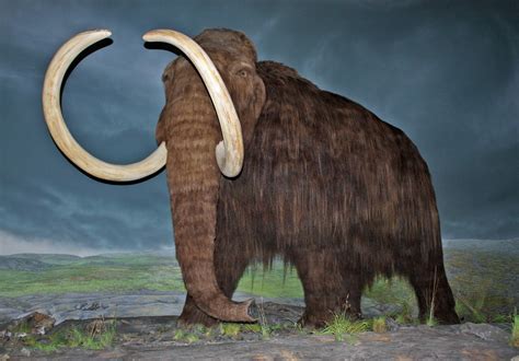 Alaska State Fossil - Woolly Mammoth - FossilEra.com