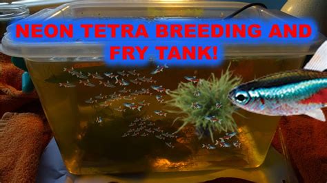 NEON TETRA BREEDING AND FRY TANK - YouTube