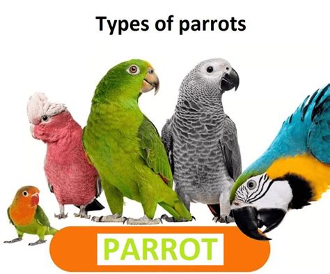 Types of parrots - All Pet Birds,Your Complete Guide to Parrot Species ...