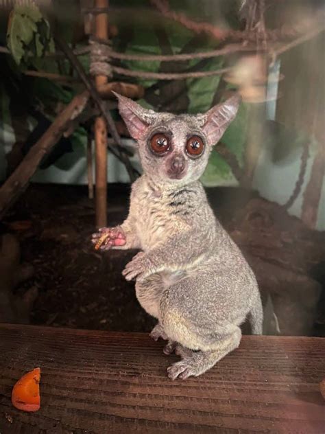 The Bush Baby Blog - Animal Experiences At Wingham Wildlife Park In Kent