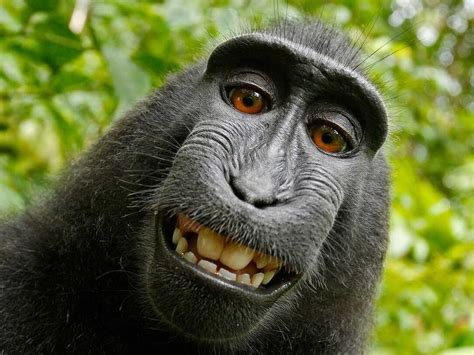 'Monkey Selfie' Lawsuit Ends With Settlement Between PETA, Photographer ...