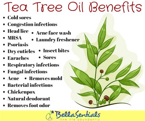 Tea Tree Essential Oil Benefits | www.bellasentials.com | Oil Diffuser ...