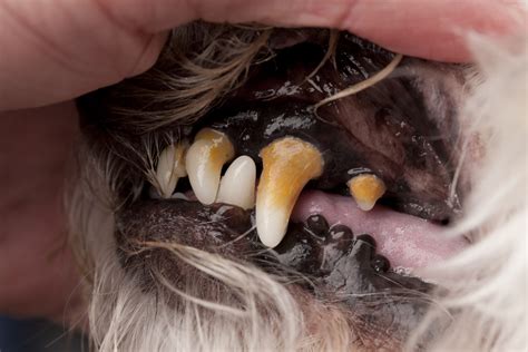 How Do You Treat Advanced Periodontal Disease In Dogs