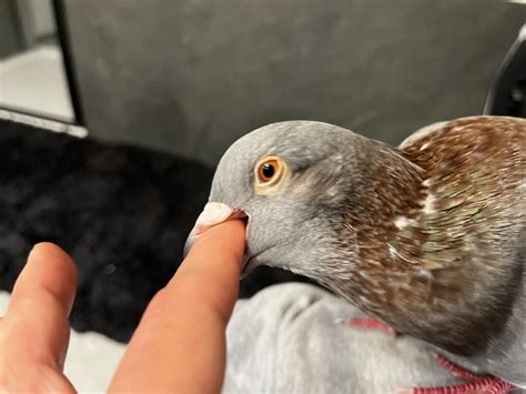 How To Pet A Pigeon - PIGEONHOW.COM