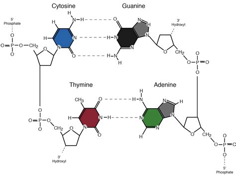 Nucleotides and Bases - Genetics Generation